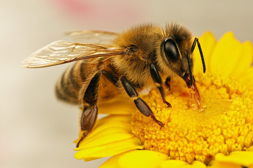 8 sierpnia to Wielki Dzień Pszczół. Warto docenić ich rolę w przyrodzie 